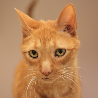Racey--Adoptable with Hunter at NAHS