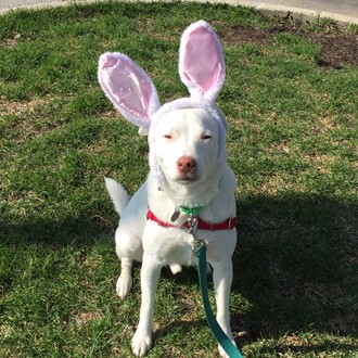 Pringle -Adoptable at NAHS
