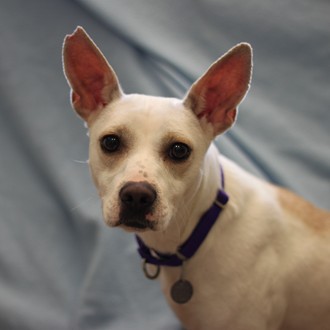 Rosie--Adoptable at NAHS
