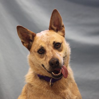 Terra- Adoptable at NAHS
