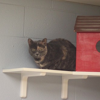 Stormy- Adoptable at NAHS