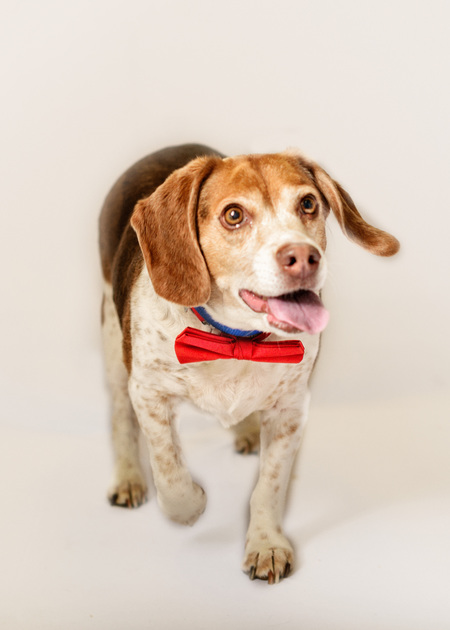 Oscar-Adoptable at NAHS