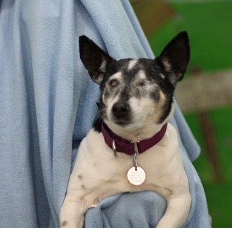 Abigail -Adoptable  at NAHS