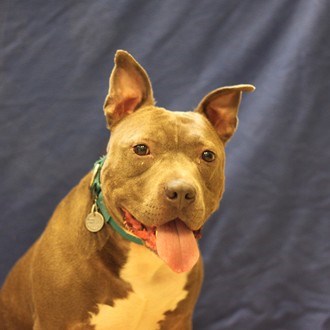 Bo- Adoptable at NAHS