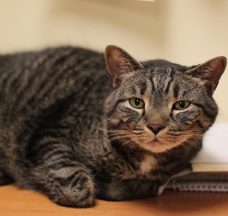 Tigger-Adoptable at NAHS