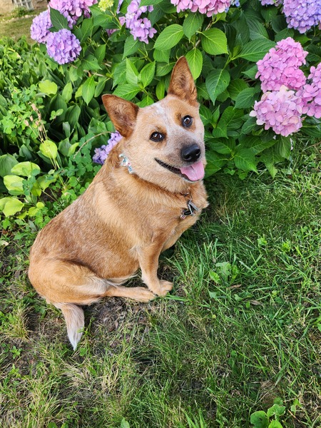 Penny