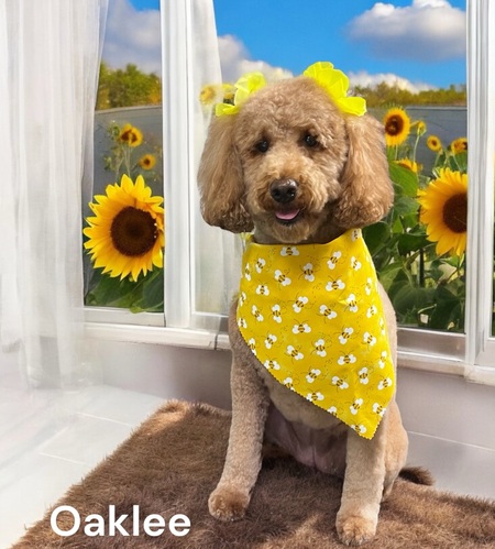 OAKLEE