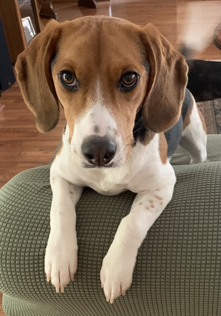 Frankie