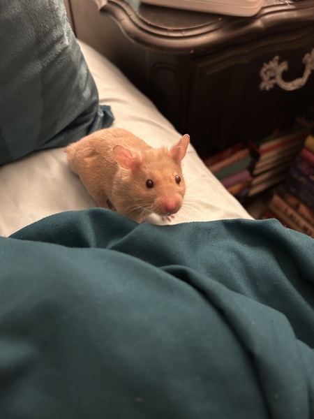 Willie (Loomis) Manosh