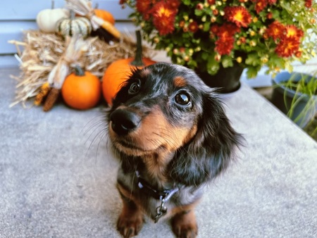 Autumn Young
