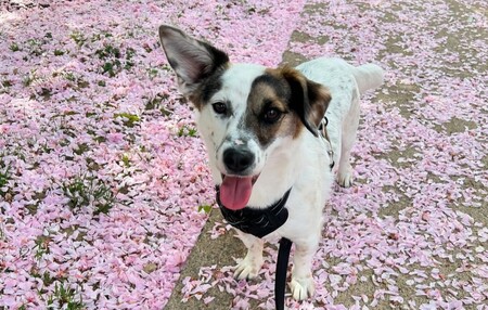 Bowie