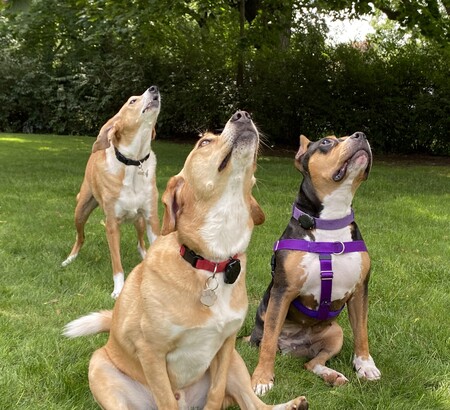 Daisy, Murphy, and Tiggy
