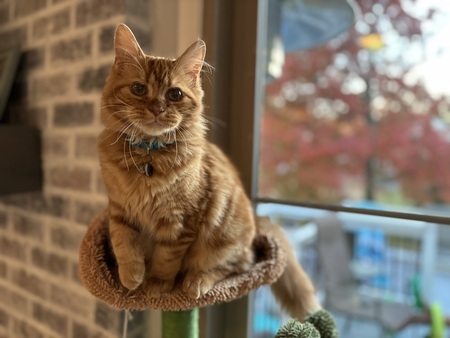 Milton Cornelius 
