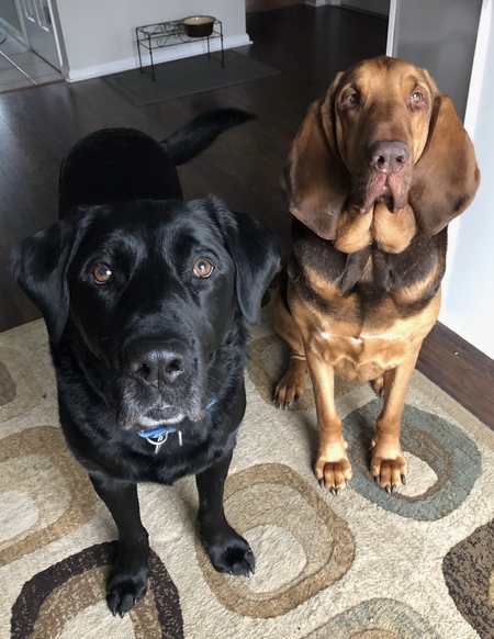 MCSO K9's Gunner & Skye