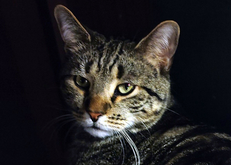 Charlie Tripod