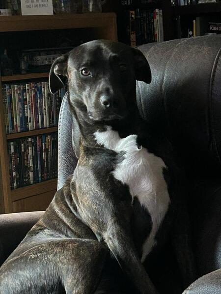 Nyla