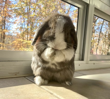 Mochi