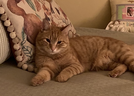 Simon
