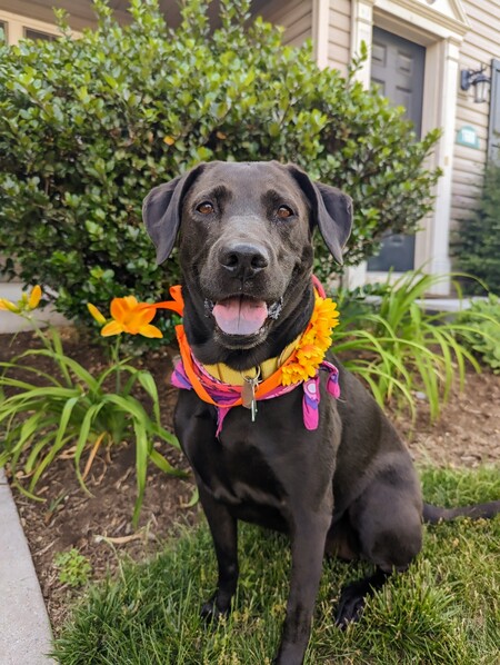 Lily