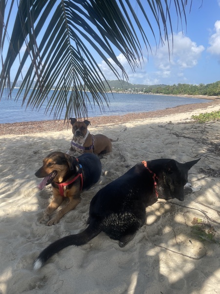 Dudley, Isis, and Duke 