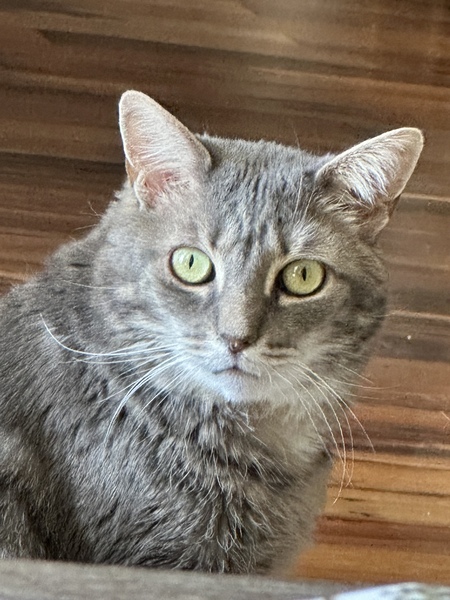 AKOTA