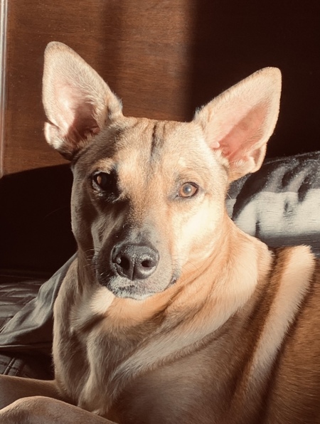Amos