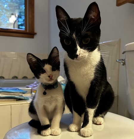   Valentino & Donatello