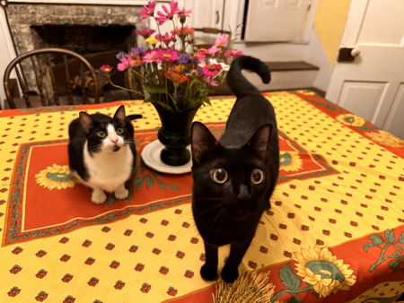 Lia & Cleo 