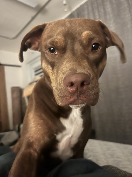 Bozo