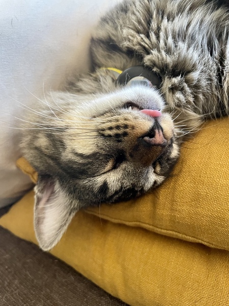 Simon 