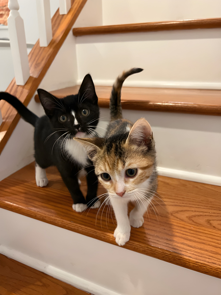 Mia and Chiva