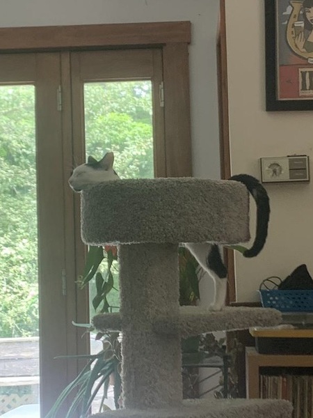 Agatha