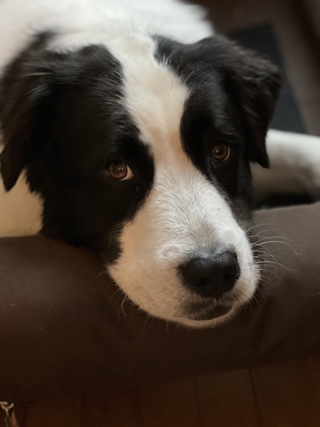 Apollo