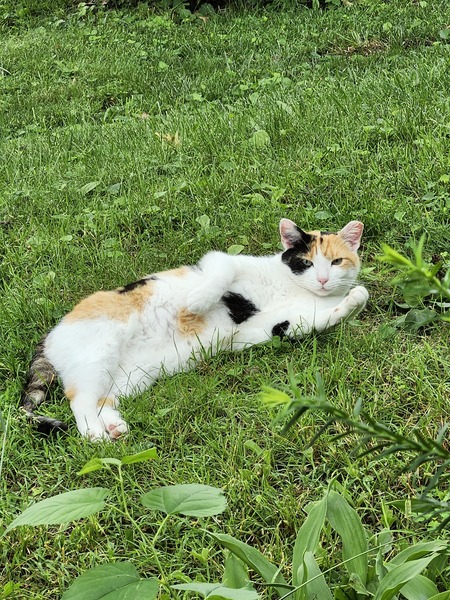 Lola May