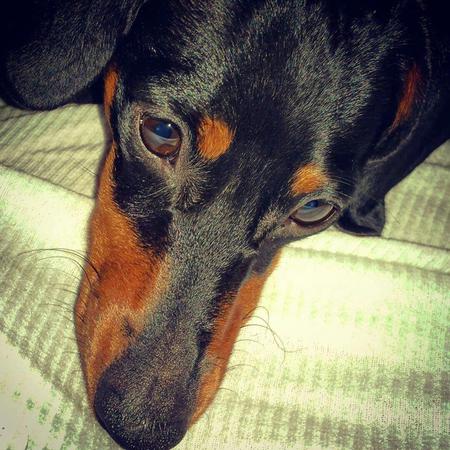 Bently Bo