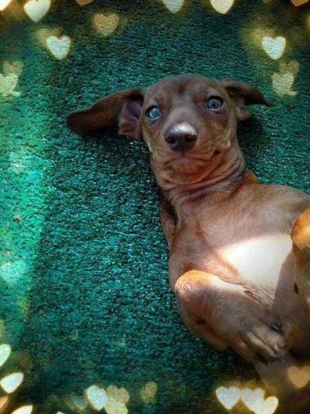 Gidget