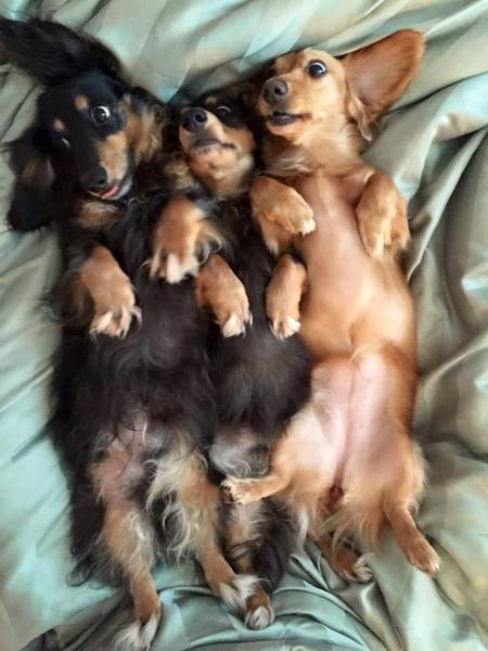 Dash, Sullivan and Della