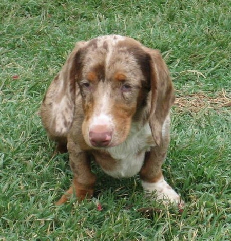Vito