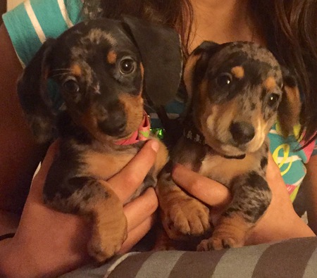 Coco & Bleu