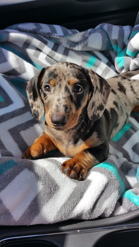Piper