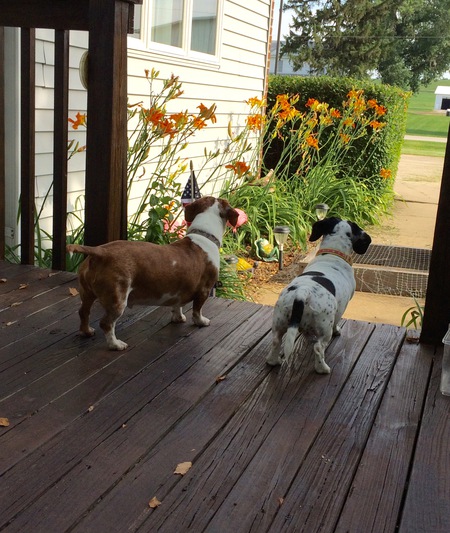 Ripken & Daisy