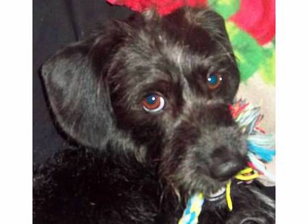 Hoggle (formerly Marvin)