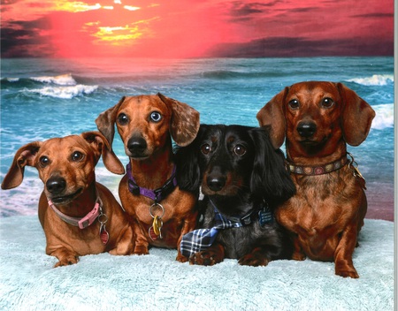 Wendy, Lola, Sammy and Bella