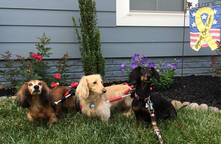 Copper, Bella & Penny