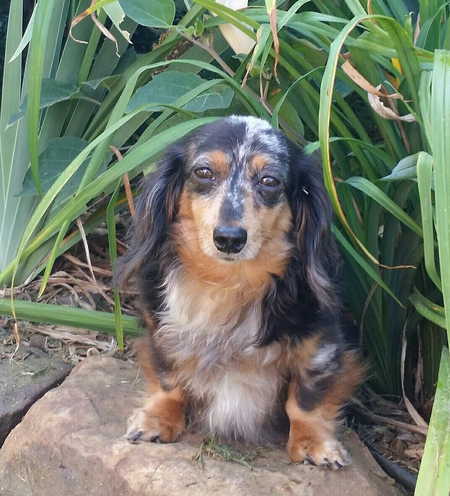 Macy