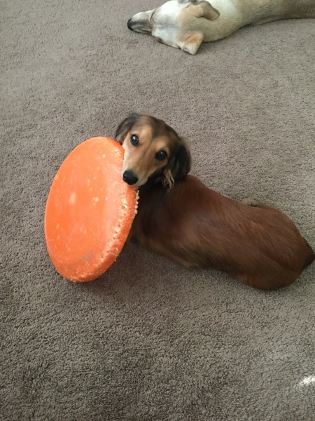Maggie Mae