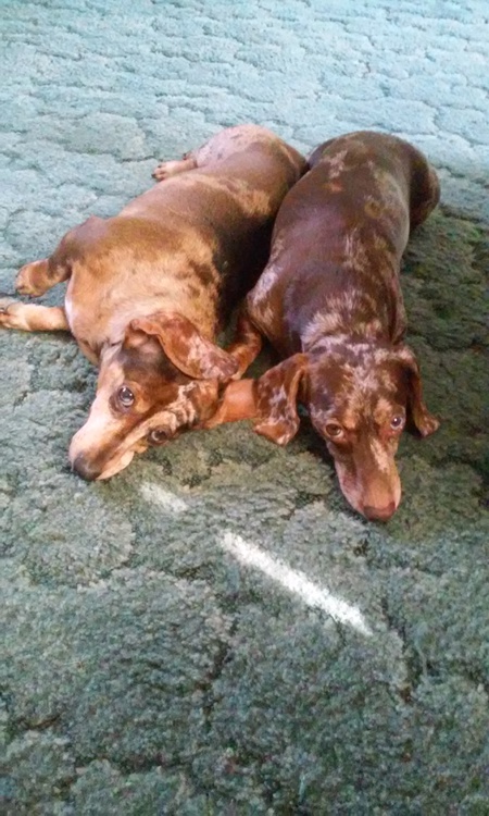 Daisy and Frank