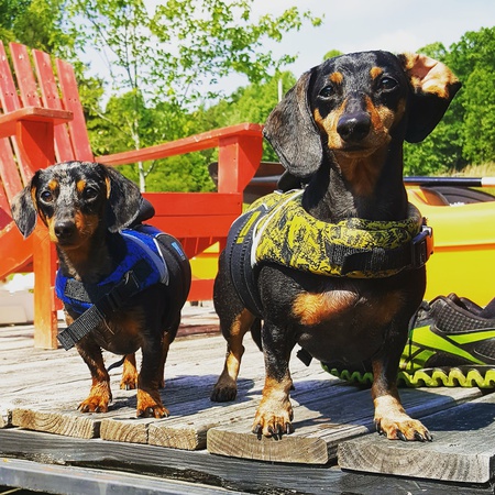 Scout and Chipper 