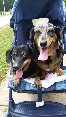 Dottie & Minnow....Best Buddies 