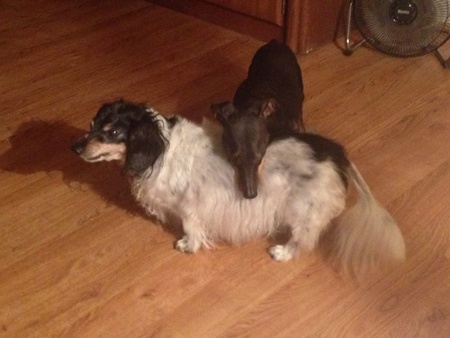 Toby & Lacey